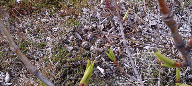 Er lífið ekki yndislegt – nýtt líf á leiðinni í Kerhrauni