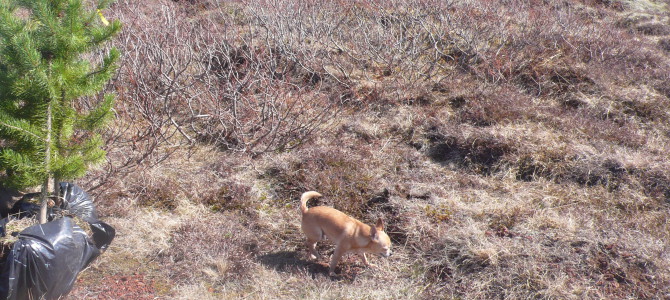 Undirbúningur fyrir gróðursetningardag þann 19. maí 2012