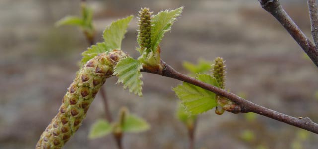 Birkifræ, söfnun/sáning – Rétti tíminn er núna að safna