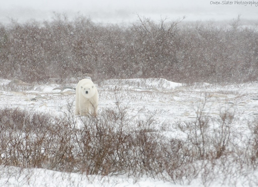 polar-bear-blizzard-wm